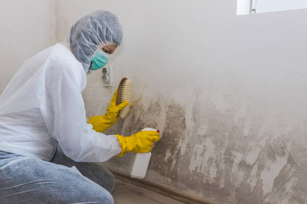 Best Industrial Mold Remediation in Vincent, AL