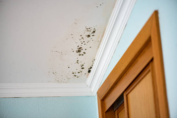 Best Residential Mold Remediation in Vincent, AL