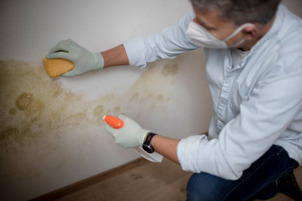 Best Commercial Mold Remediation in Vincent, AL