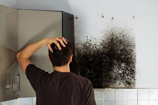 Best Residential Mold Remediation in Vincent, AL
