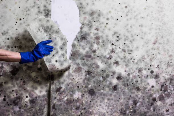 Best Mold Remediation for Specific Building Types in Vincent, AL